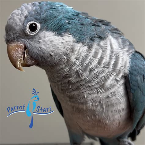 Blue - Quaker Parrot - Male