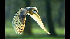malvorlage fliegende eule wenn die eule fliegt malvorlage fliegende eule wenn die eule fliegt