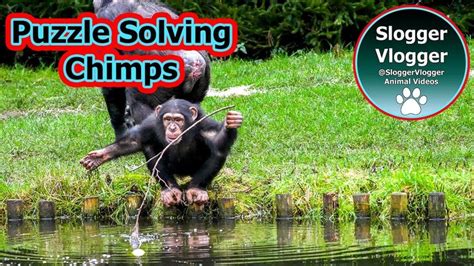 Chimp Problem Solving 的图像结果