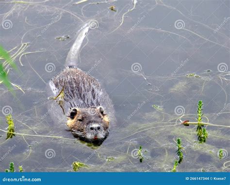 Muskrat Swimming among Water Plants, Closeup Stock Photo - Image of ...