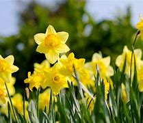 Image result for Daffodils