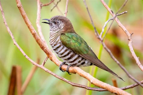 Australian Cuckoos - Australia's Wonderful Birds