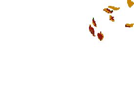 Korijen s krilima — Enes Kišević