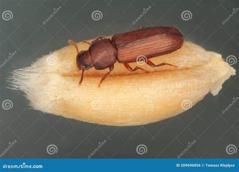 The Confused Flour Beetle Tribolium Confusum is a Type of Darkling ...