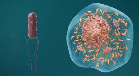Cell Structure Map 的图像结果