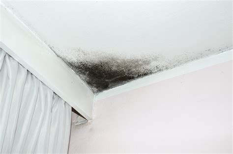 Getting Rid of Mold on Your Ceiling in 3 Steps - RepcoLite Paints