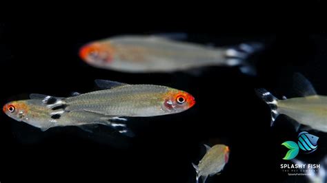 Rummy Nose Tetra For Sale Live Freshwater Aquarium Fish | Splashy Fish