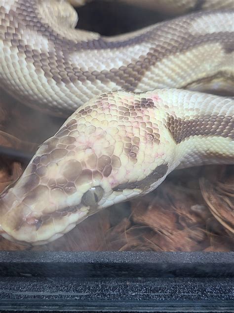 Image result for Red Ball Python