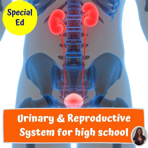 Image result for Reproductive System Baby