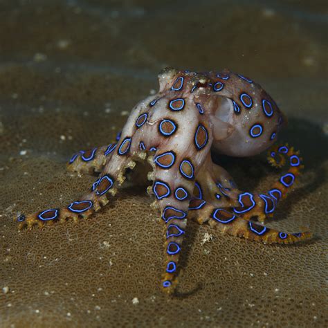 Blue Ringed Octopus Venom Symptoms