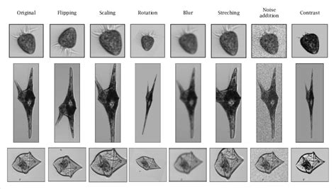 Image result for Data Augmentation Methods For