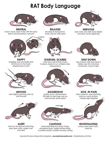 Rat Body Language Chart
