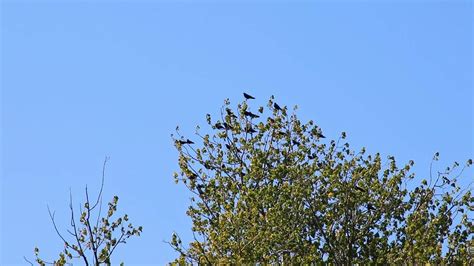 Many black ravens landing in tree crown as swarm of intelligent birds with cleverness in ...