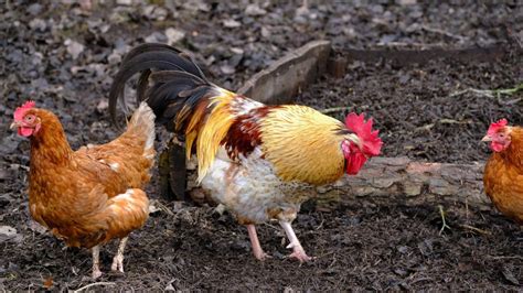 घर में पली मुर्गी के अंडों में पोल्ट्री फार्म के अंडों से 40 फीसदी ...