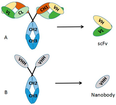 VHH Antibodies: Reagents for Mycotoxin Detection in Food Products