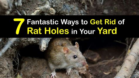 Getting Rid of Rat Holes - Easy Tips to Get Rid of Burrowing Rats
