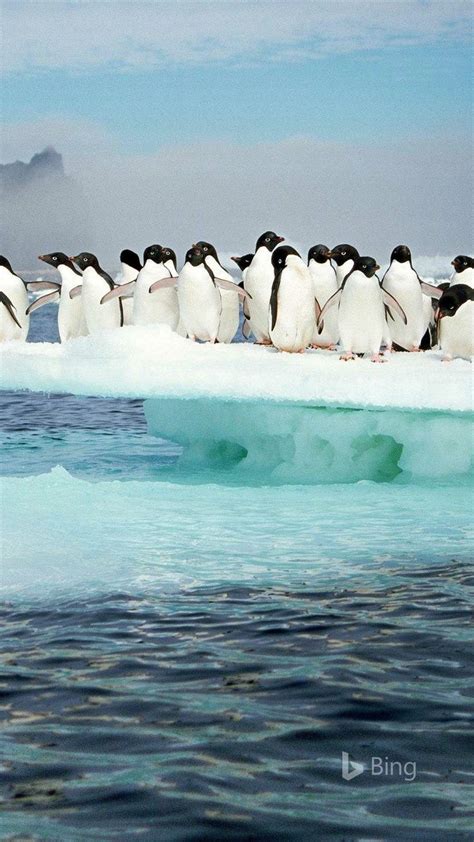 Bing Wallpaper Animals 的图像结果