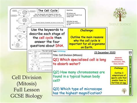 Free Lesson Biology Cell Divison 的图像结果