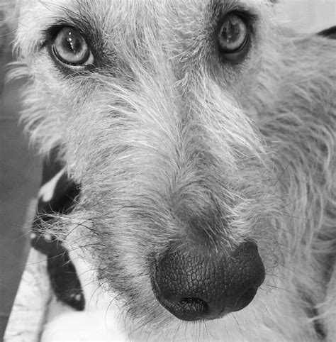 Dog With Human Eyes Tiktok - TikTok Content Ideas