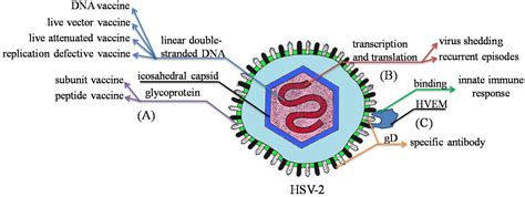HSV-2 Vaccine: Current Status and Insight into Factors for Developing ...
