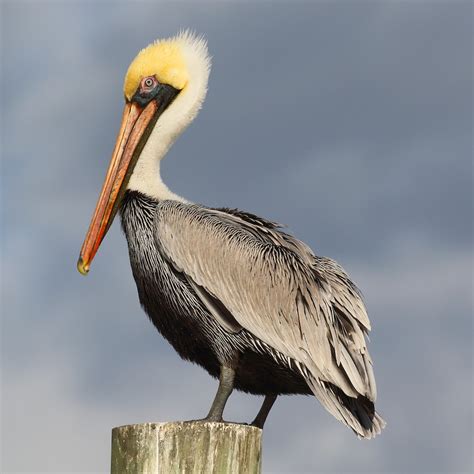 Brown Pelican (Atlantic) - eBird
