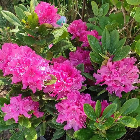 Plant FAQs: Rhododendron
