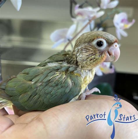 Baby Turquoise Pineapple Green Cheek Conure Available at Parrot Stars!