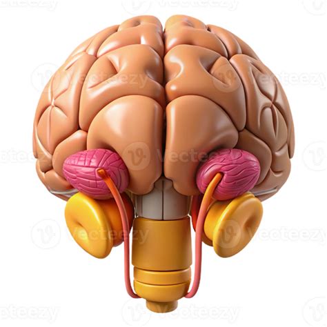 Brain 的图像结果