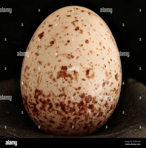 Wren eggs hi-res stock photography and images - Alamy