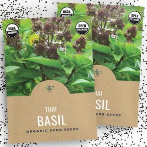 WILLVINE NBIR-97 Non-GMO Thai Basil Seeds Seed Price in India - Buy ...