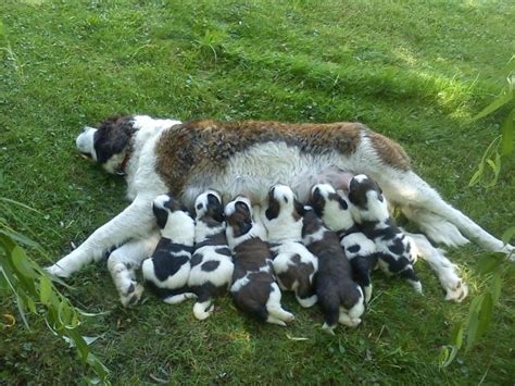 Rassehunde Bernhardiner Kleinanzeigen | Rassehunde Bernhardiner ...