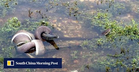 Image result for Crocodile vs Python Wild Battle