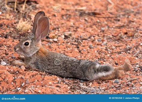 Black Tailed Desert Jack Rabbit Stock Photo - Image of mammal, black: 20785358