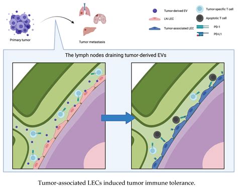 Extracellular Vesicles Are Important Mediators That Regulate Tumor ...