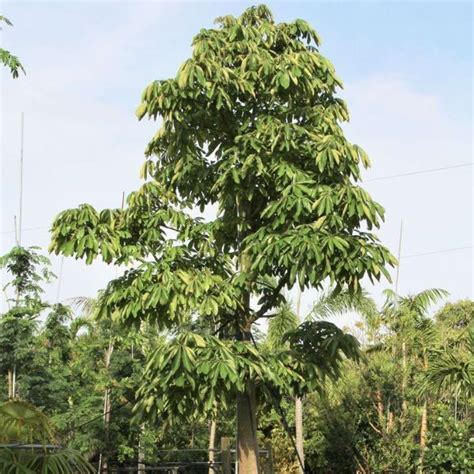 Alstonia Trees