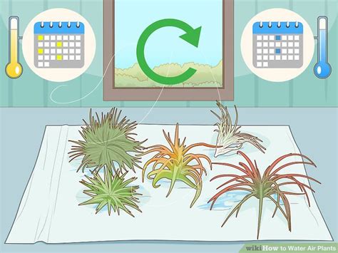 How to Properly Water Air Plants 的图像结果