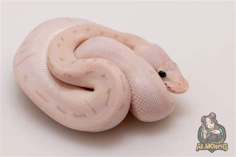 Image result for Super Bamboo Ball Python
