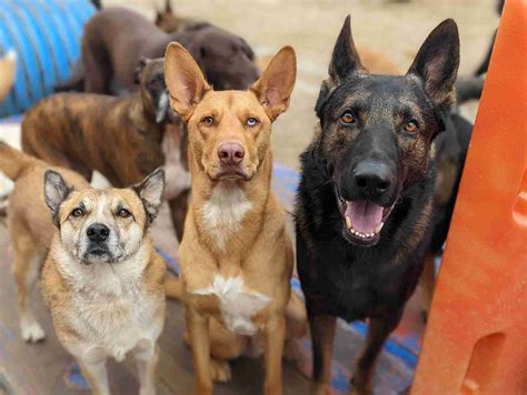 Employment - Dog Daycare and Boarding