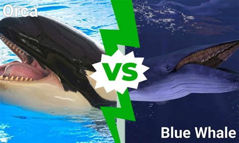 Orca vs Blue Whale: Who Would Win in a Fight? - A-Z Animals