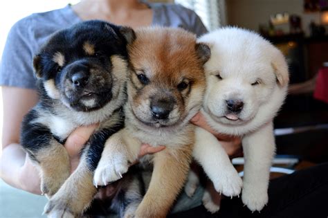 Three Adorable Black, Red, and White Shiba Inu Puppies