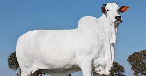 Meet Viatina-19 FIV Mara Imóveis: The world's most expensive cow, sold ...