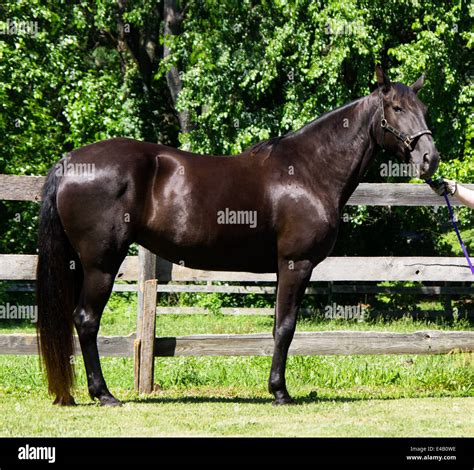 Black Tennessee Walking Horse Mare Stock Photo - Alamy