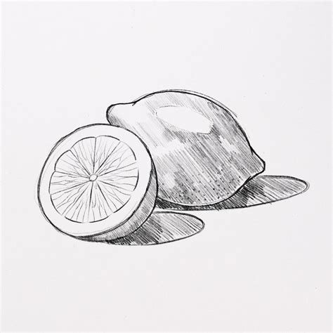 Image result for Simple Inside Lemon Drawing