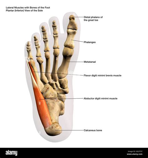 Extensor Digiti Minimi Foot