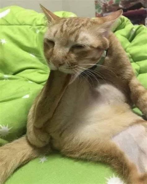 Lieutenant Kitty (@lieutenantktty) • Instagram photos and videos