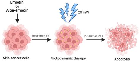 The Comparison of the Efficiency of Emodin and Aloe-Emodin in ...