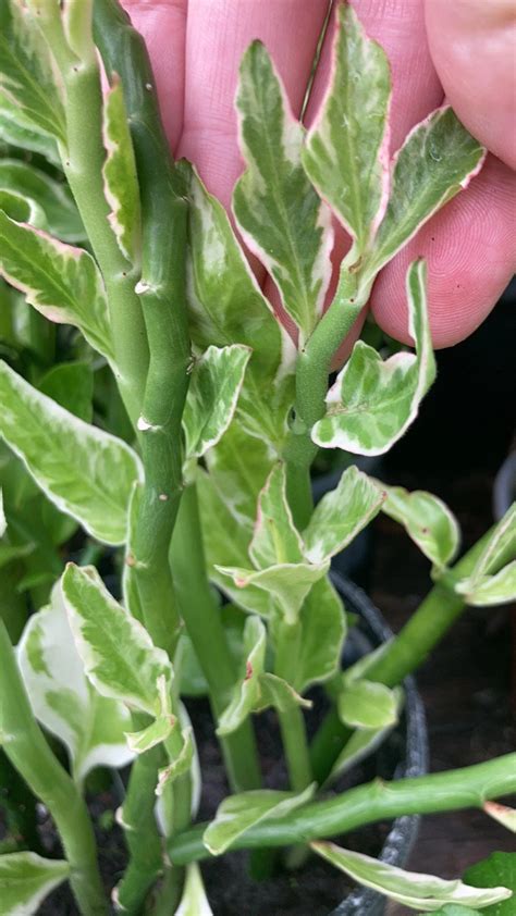 All You Need To Know About The Devil's Backbone Plant - PSE