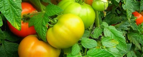 西红柿育苗方法和时间 - 花百科
