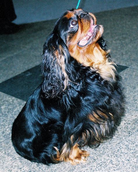 King Charles Spaniel - Wikimedia Commons