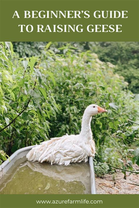 Image result for Processing Geese